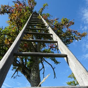 tree, ladder, heaven, apple tree, happiness, nature, career ladder, meditation