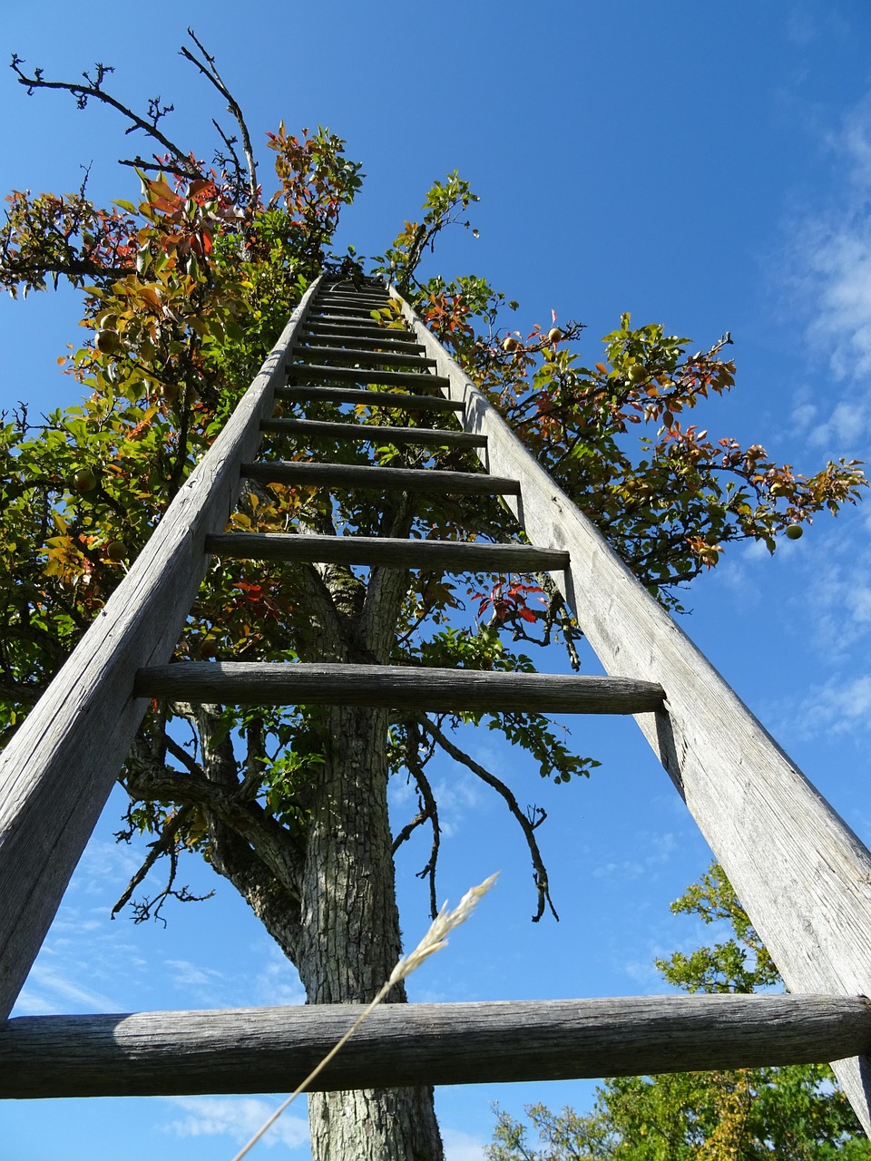 tree, ladder, heaven, apple tree, happiness, nature, career ladder, meditation